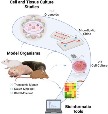 Translation of Cellular Senescence to Novel Therapeutics: Insights From Alternative Tools and Models